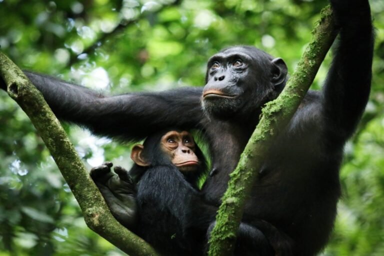 Chimps in Kibale Forest