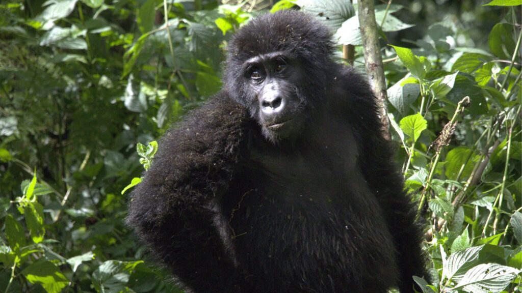 3 day bwindi gorilla trekking safari
