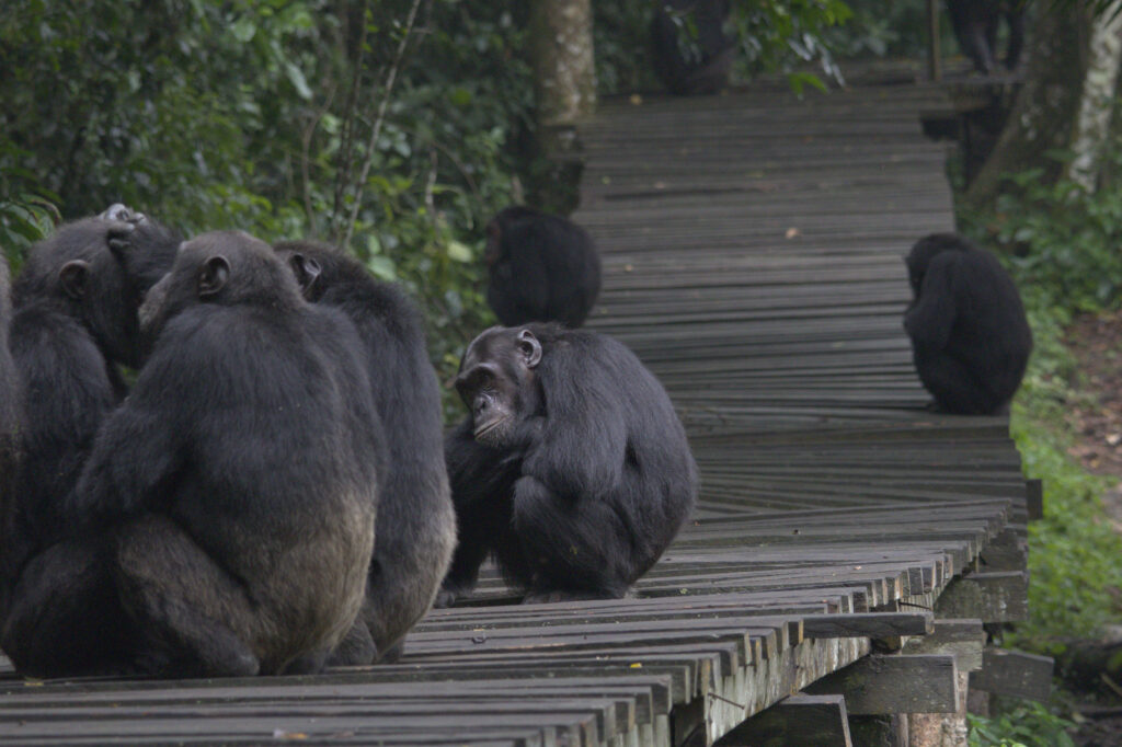 Day 2 Transfer from Entebbe to Kibale Forest National Park
