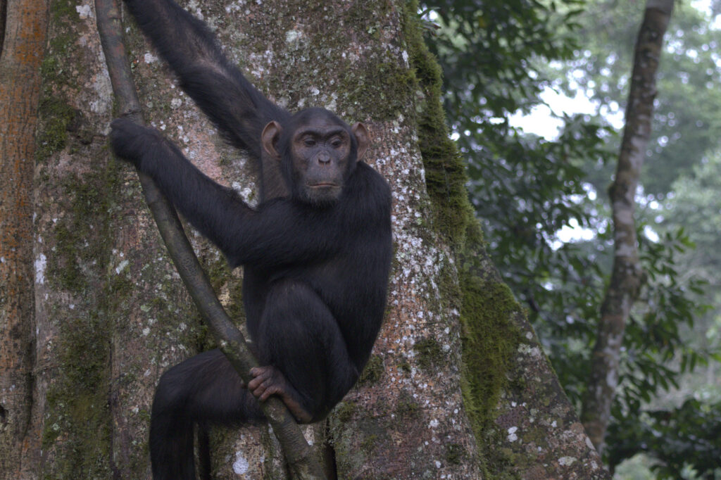 Day 2 Transfer from Entebbe to Kibale Forest National Park