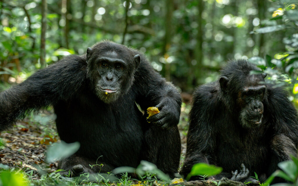 Day 2 Transfer from Entebbe to Kibale Forest National Park