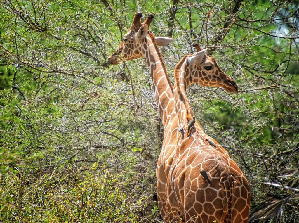 Murchison Falls National Park