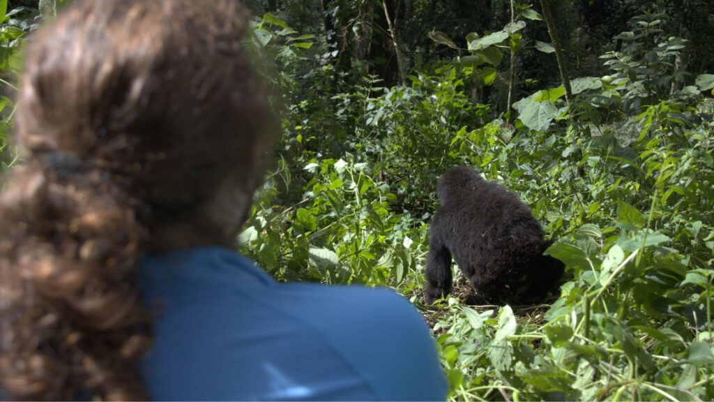 Rwanda Gorilla Tours