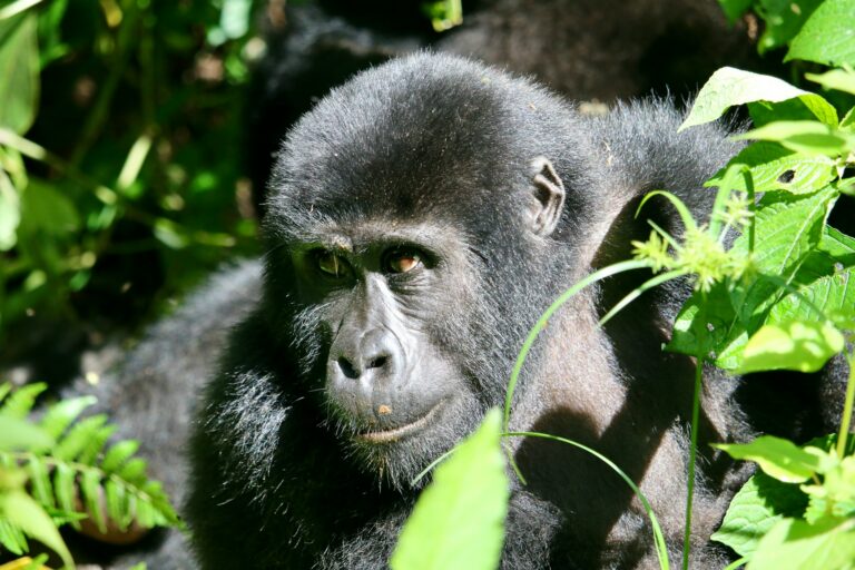 Gorillas Bwindi