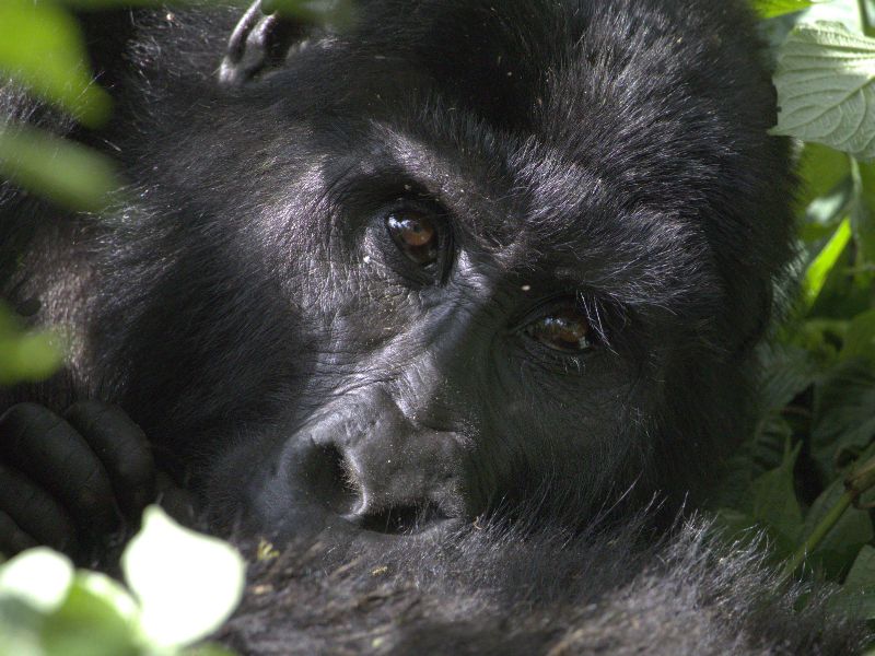 Bwindi + Lake Bunyonyi