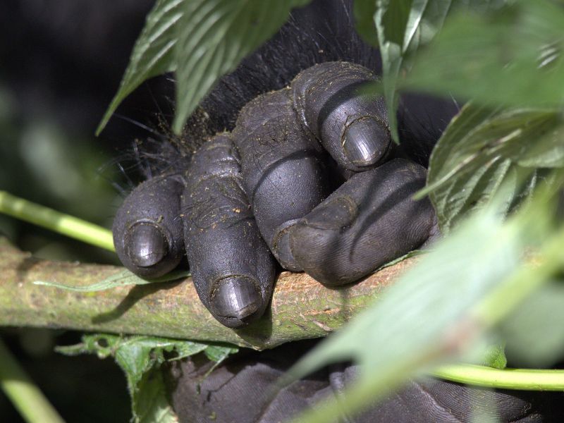 Day 1 Arrival & Transfer to Bwindi Impenetrable National Park