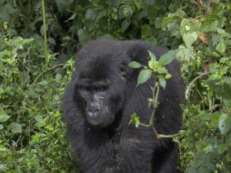Bwindi Gorilla on a move