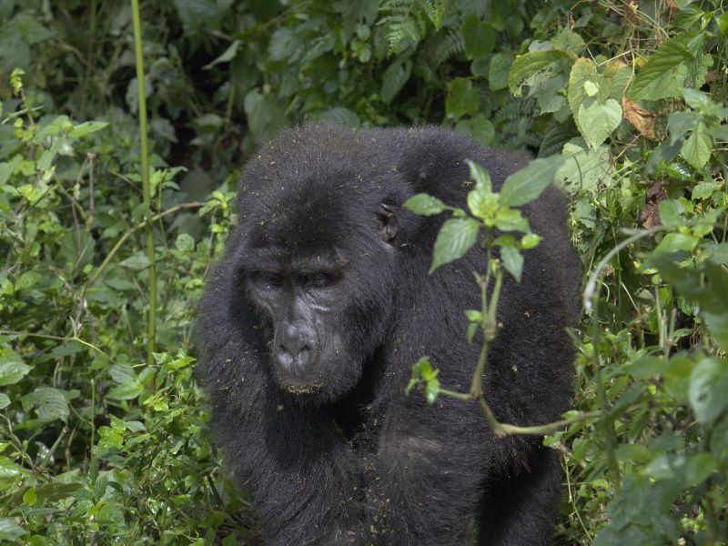 Bwindi + Kibale + Queen Elizabeth