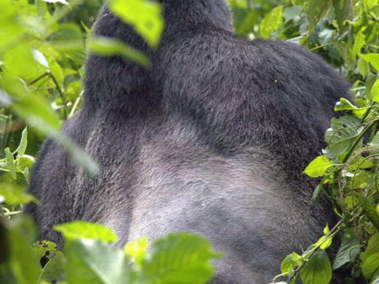 Bwindi Gorilla Silverback Grey Hair
