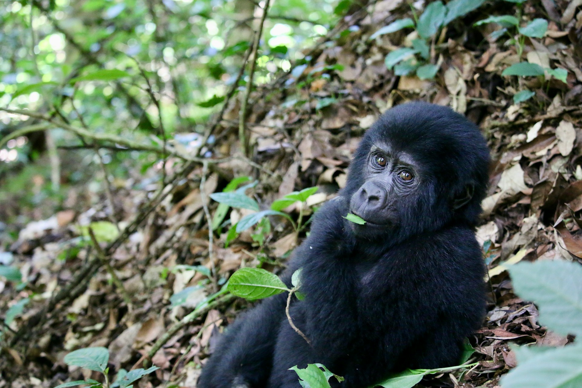 Bwindi from Kigali