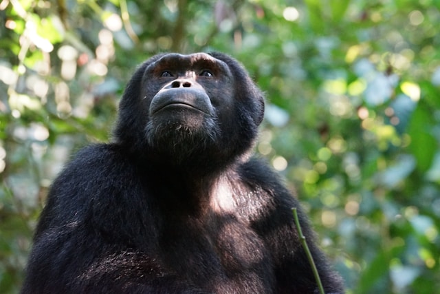 Day 3 Kibale Forest Chimpanzee Tracking Safari Experience in Uganda