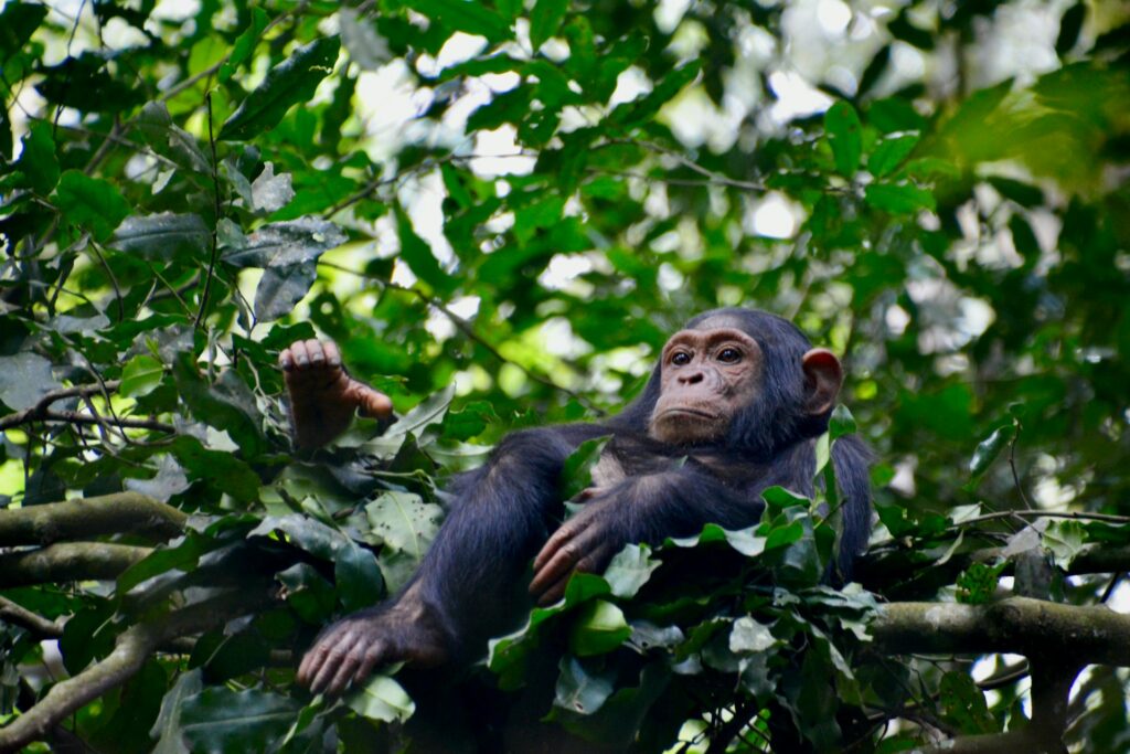 Day 3 Kibale Forest Chimpanzee Tracking Safari Experience in Uganda