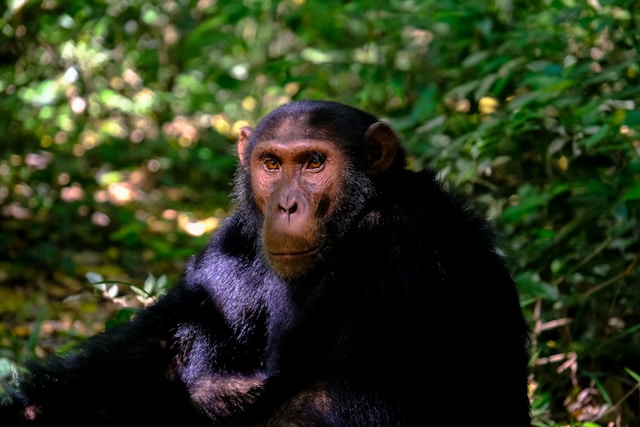 Day 3 Kibale Forest Chimpanzee Tracking Safari Experience in Uganda