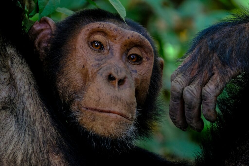 Day 3 Kibale Forest Chimpanzee Tracking Safari Experience in Uganda