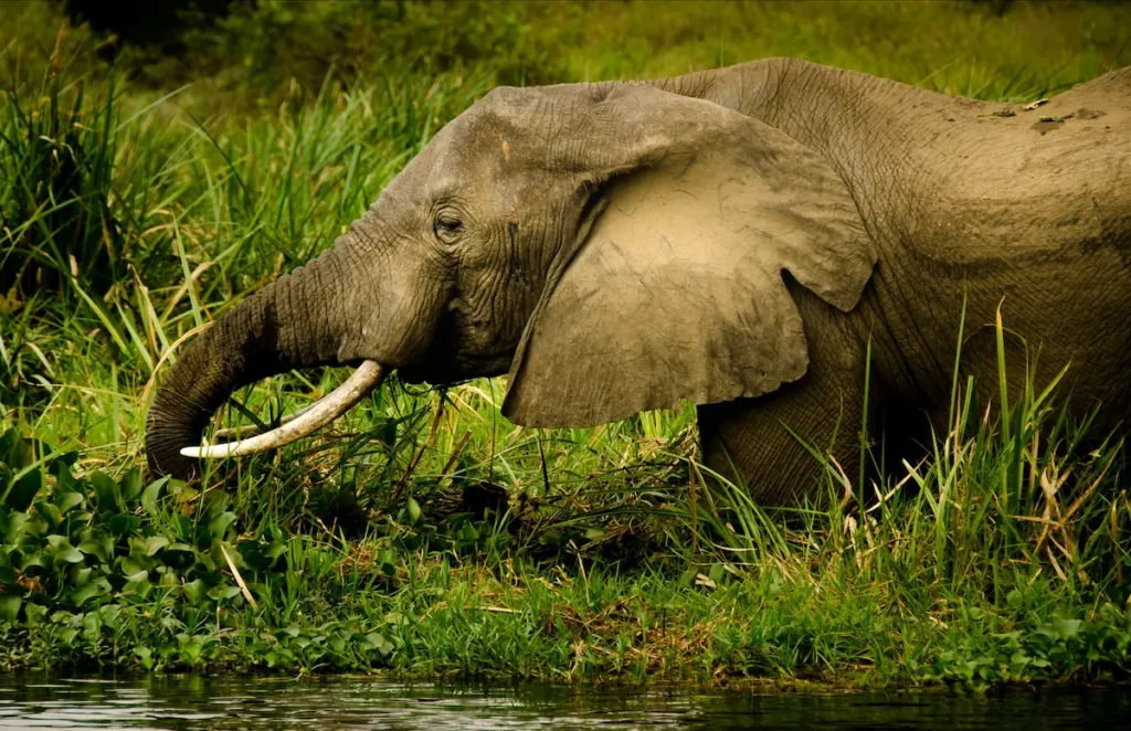Kidepo Valley National Park