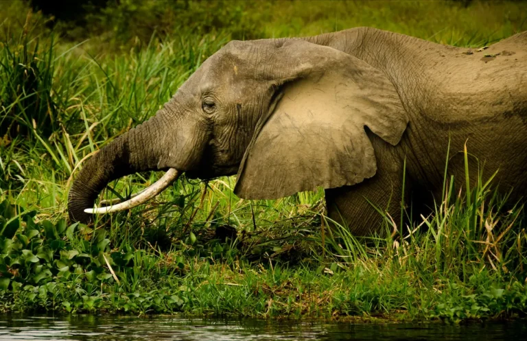 Kidepo Valley National Park