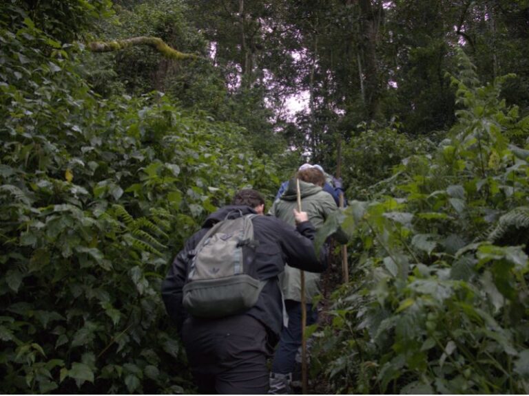 Gorilla Trekkers in Bwindi
