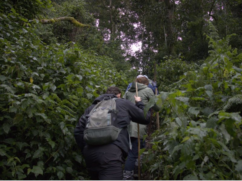 Uganda Gorilla Tours
