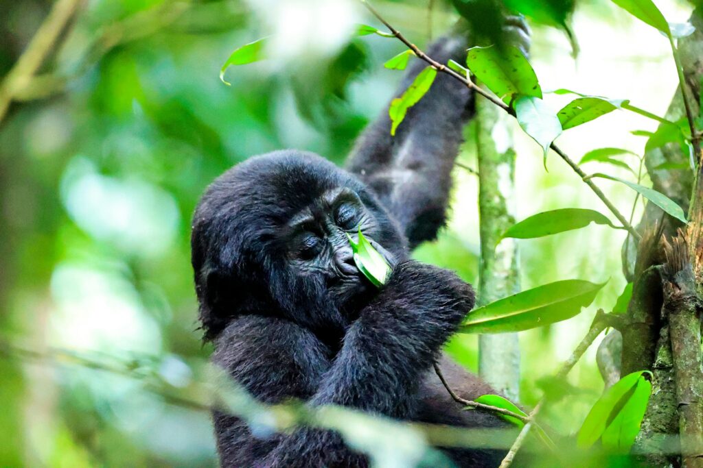 Day 4 Scenic Transfer from Kibale to Bwindi via Queen Elizabeth National Park