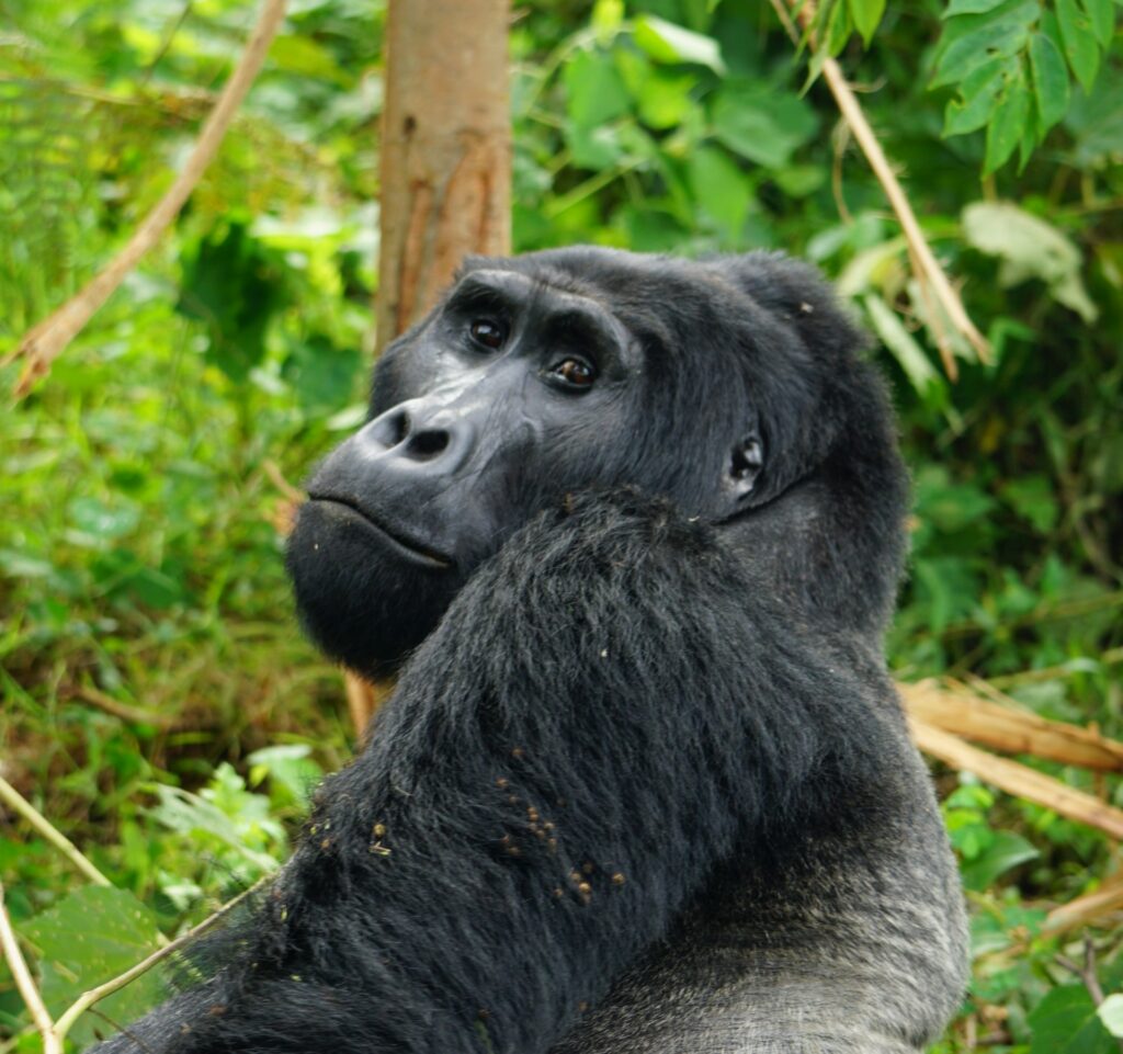 Day 4 Scenic Transfer from Kibale to Bwindi via Queen Elizabeth National Park