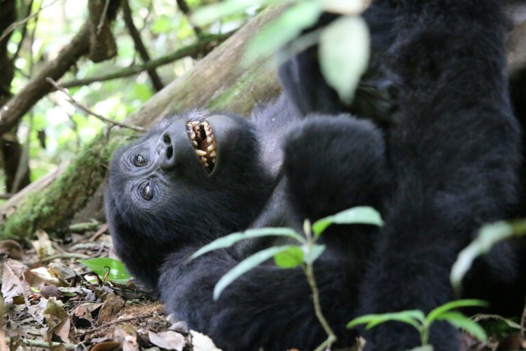 Gorilla in Bwindi on a pause laughing