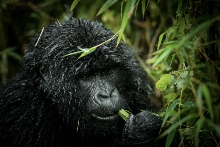 Mgahinga Gorilla National Park