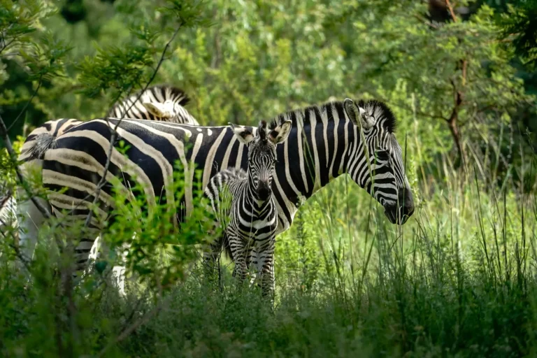 Lake Mburo National Park