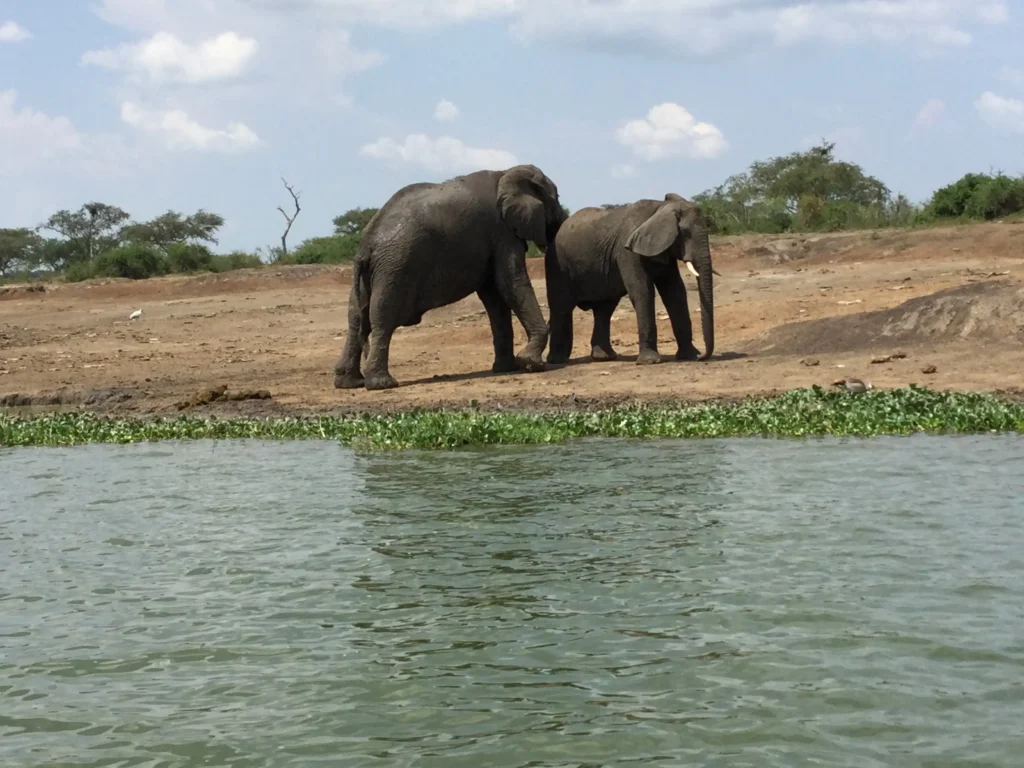 Day 8 Queen Elizabeth Game Drive & Kazinga Channel Boat Safari