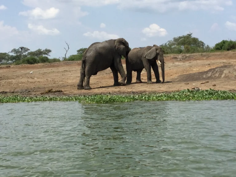 Elephants along the Kazinga Channel in Queen Elizabeth National Park