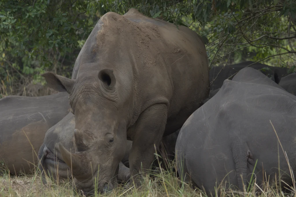 Day 2 Entebbe to Murchison Falls National Park via Ziwa Rhino Sanctuary