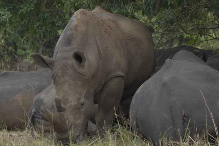 Rhinos on a Rhino tracking safari at Ziwa Rhino and wildlife Ranch, Uganda