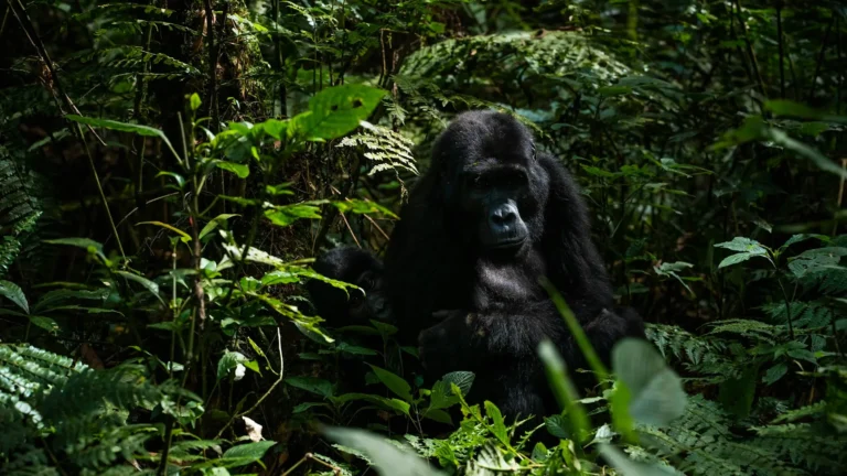 Gorilla in Bwindi Impenetrable Forest, Uganda