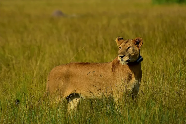 Lion watching over its territory in Murchison falls National park, Uganda