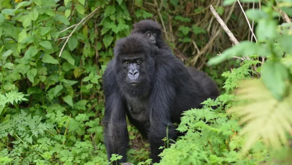 Gorilla carrying a baby on Uganda gorilla trekking safari in Mgahinga national park