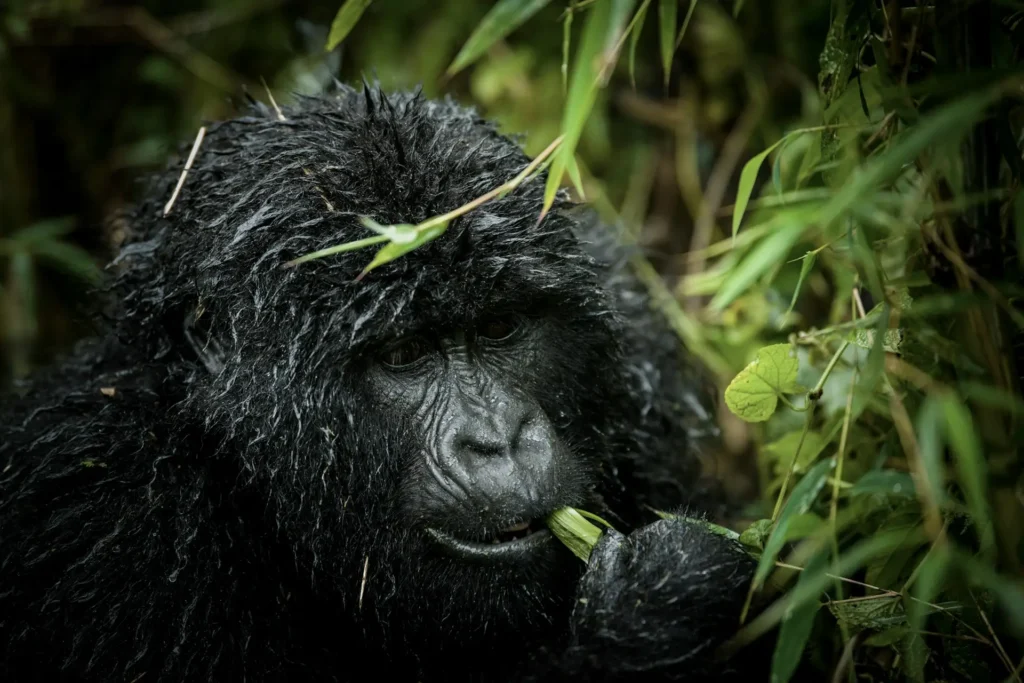 Gorilla captured on a Rwanda Gorilla Safari in Volcanoes National Park, a Rwanda destination for luxury gorilla trekking